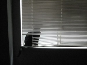 Jaz in the bedroom window